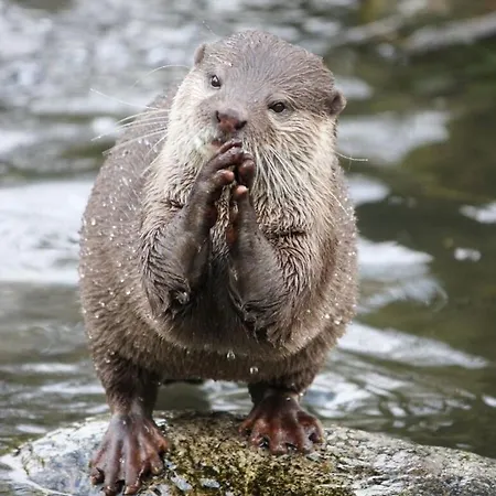 Otter Modern Retreat Casa vacanze *